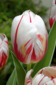 Tulipa Happy Generation