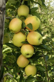 Malus domestica Golden Delicious