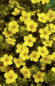 Potentilla fruticosa Buttercup