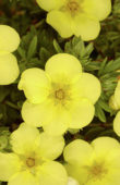 Potentilla fruticosa Katherine Dykes