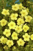 Potentilla fruticosa Katherine Dykes