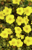 Potentilla fruticosa Medicine Wheel Mountain