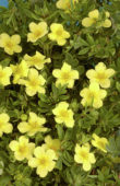 Potentilla fruticosa Maanelys