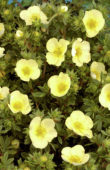 Potentilla fruticosa Primrose Beauty