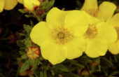 Potentilla fruticosa Sommerflor