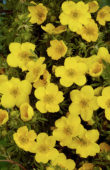 Potentilla fruticosa Goldfinger