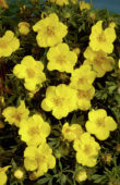 Potentilla fruticosa Goldteppich