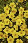 Potentilla fruticosa Yellow Giant