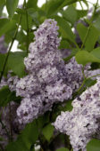 Syringa vulgaris Michel Buchner