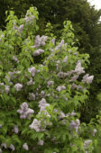 Syringa vulgaris Michel Buchner