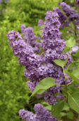 Syringa vulgaris Andenken an Ludwig Späth