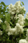 Syringa vulgaris Mme Florent Stepman