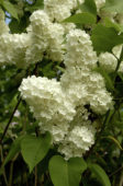 Syringa vulgaris Mme Florent Stepman