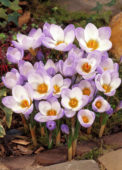 Crocus chrysanthus Blue Pearl