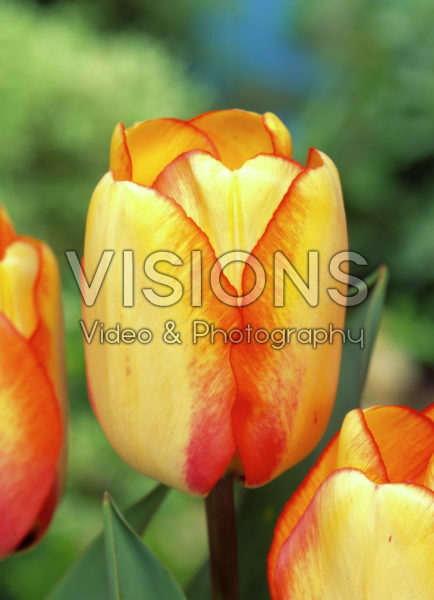 Tulipa Beauty of Spring