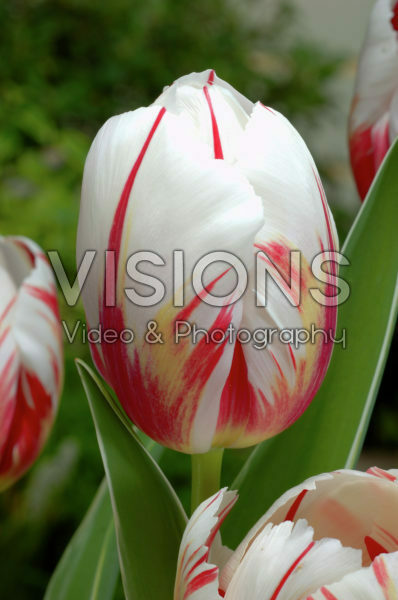 Tulipa Happy Generation Tulipa Happy Generation
