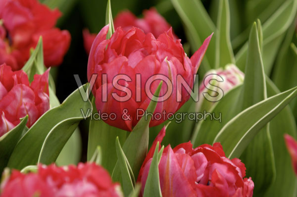 Tulipa Flash Point Tulipa Flash Point