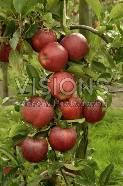 Malus domesticus Gala