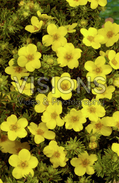 Potentilla fruticosa Buttercup