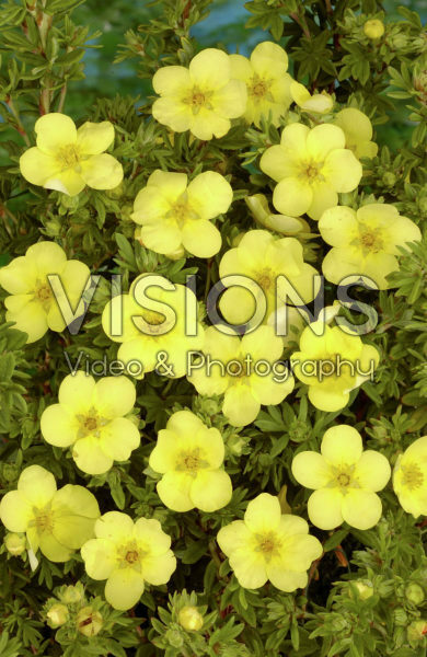 Potentilla fruticosa Katherine Dykes