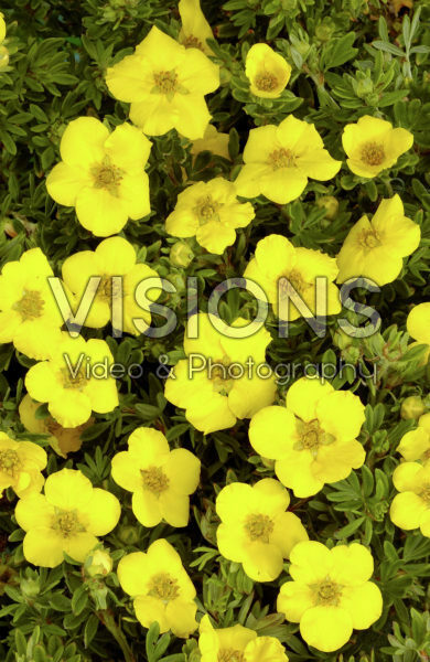 Potentilla fruticosa Klondike