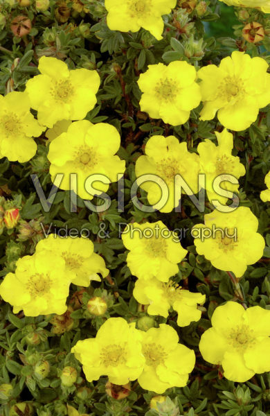 Potentilla fruticosa Medicine Wheel Mountain