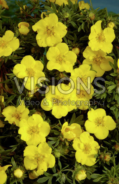 Potentilla fruticosa Goldteppich