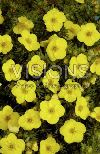 Potentilla fruticosa Kobold