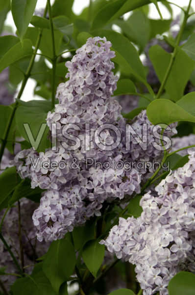 Syringa vulgaris Michel Buchner