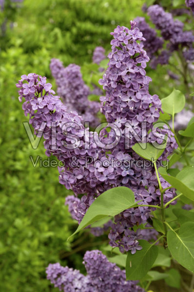 Syringa vulgaris Andenken an Ludwig Späth