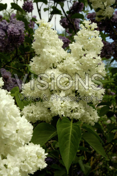 Syringa vulgaris Miss Ellen Willmott