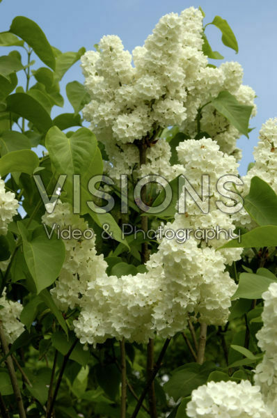 Syringa vulgaris Mme Florent Stepman