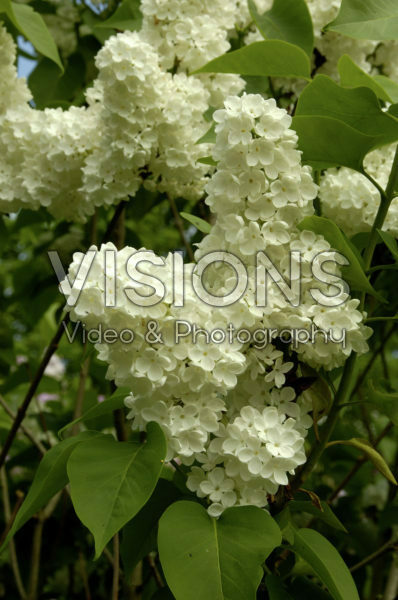 Syringa vulgaris Mme Florent Stepman