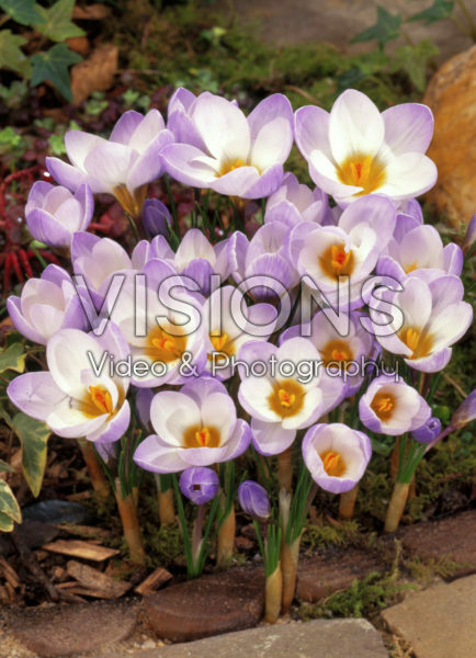 Crocus chrysanthus Blue Pearl Crocus chrysanthus Blue Pearl