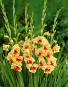 Gladiolus Mykonos 