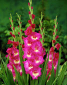 Gladiolus Wind Song