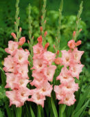 Gladiolus Ben Venuto ®