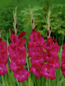 Gladiolus Passion ®