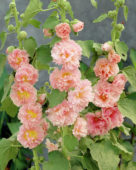 Alcea rosea Chater's Double Apricot, Chaters Double Apricot