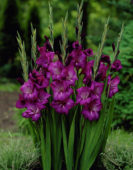 Gladiolus Grande Passion