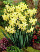Narcissus Pipit