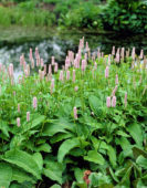 Persicaria pink