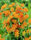 Asclepias tuberosa