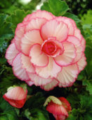 Begonia Picotee white / red