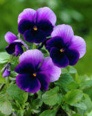 Viola violet