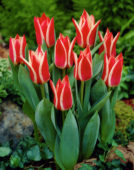 Tulipa Pinocchio