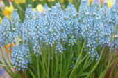 Muscari blauw