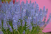 Muscari blauw