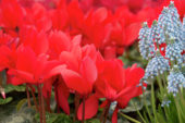 Cyclamen