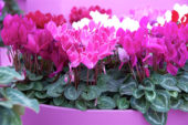 Cyclamen gemengd